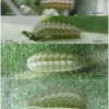 calloph chalybeitincta larva2 volg